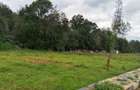 0.5 ac Land in Tigoni - 10