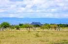 0.04 ha Land at Juja Muthaara - 5