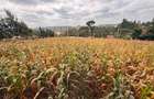 0.5 ac Land at Half Acre Commercial Land - 3