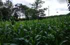 Land at Kirawa Road - 6