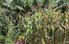 Land in Lower Kabete - 2
