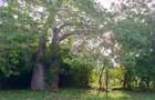 90 ac Residential Land at Kuruwitu-Vipingo - 2