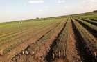 Land in Bisil - 2