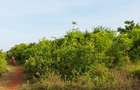 Land in Diani - 1