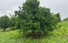 Land in Kilifi - 11