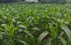 0.125 ac Land at Kamangu-Kikuyu Road - 2