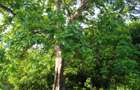 90 ac Residential Land at Kuruwitu-Vipingo - 13