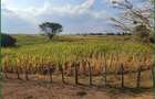 Land in Narok - 2