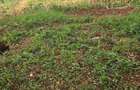 Land at Lavington - 1