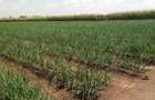 Land in Bisil - 4