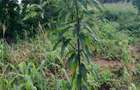 13 ac Land at Majaoni - 19