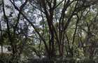 0.75 ac Land at Riara Road - 2