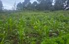 1 ac Land at Gicharani - 6