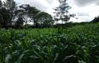 Land at Kirawa Road - 9