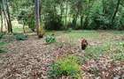 0.741 ac Land in Ruaka - 1