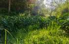 Land in Kitisuru - 2