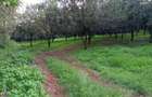 0.125 ac Residential Land at Juja Gatundu Road - 10