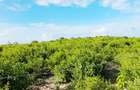 Land at Watamu - 8