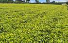 1 ac Residential Land at Limuru Girls High School - 2