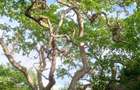 90 ac Residential Land at Kuruwitu-Vipingo - 9