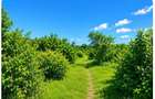 Commercial Land in Malindi - 1