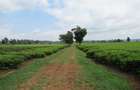 Commercial Land at Kiambu Road - 9