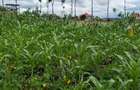 0.125 ac Residential Land at Kitengela Milimani - 15