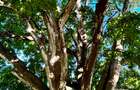 Land in Vipingo - 7