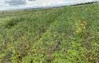 Commercial Land at Kitengera - 5