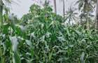 2 ac Land at Msumarini - 2