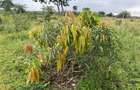3.8 ac Land in Vipingo - 19