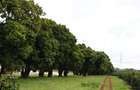 0.125 ac Land in Juja - 4