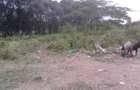 0.25 ac Residential Land at Maasai Lodge Road - 6
