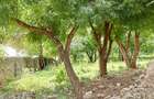 Land at Kilifi Town - 17