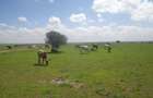 882,246 m² Commercial Land at Kitengela - 1
