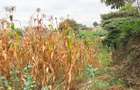 1.2 ac Land in Lower Kabete - 10