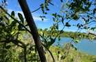 Land at Mtwpa Creek Aloo Drive - 6