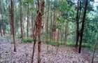 Land at Upper Matasia - 2