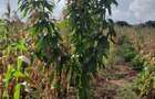 13 ac Land at Majaoni - 12