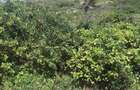 Land at Ngomeni - 6