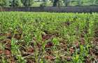 0.5 ac Land in Nyari - 2
