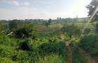 Land in Tigoni - 1