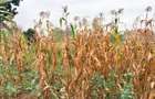 1.2 ac Land in Lower Kabete - 8