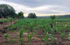 Land at Utalii - Vipingo - 13