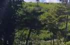 Land in Tigoni - 4
