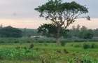 Land at Utalii - Vipingo - 9