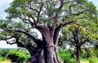 Land at Vipingo Kuruwitu Beach - 10