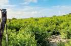 Land at Watamu - 9