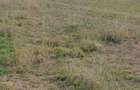 4.8 ac Commercial Property with Garden in Athi River - 11