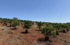 Land in Tatu City - 1